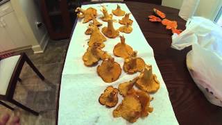 Chanterelle Mushroom Identification Tips [upl. by Sivar921]