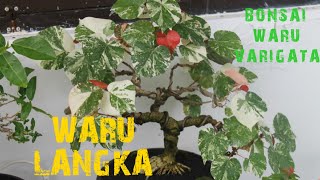 BONSAI WARU VARIGATA LANGKA [upl. by Einnor]