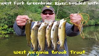 Trout Fishing West Virginias West Fork Greenbrier River [upl. by Esidarap]