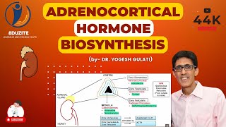 Adrenocortical Hormone Biosynthesis [upl. by Nonnair629]