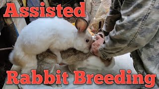 Rabbit Breeding  Assisted [upl. by Nyladnarb850]