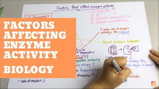 Biology Factors Affecting Enzyme Activity [upl. by Naenej]