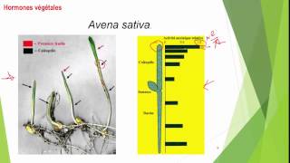 S5 Croissance et développement des plantes Les Phytohormones I 12 [upl. by Jasmin350]