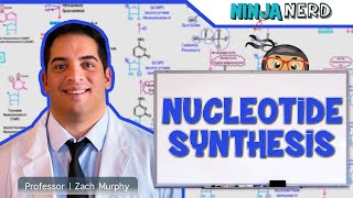 Metabolism  Nucleotide Synthesis  Purine amp Pyrimidine Synthesis [upl. by Inalem]