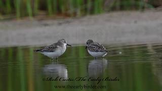 SEMIPALMATED SANDPIPER Calidris pusilla foraging [upl. by Porter]