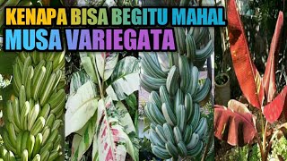 Pisang Varigata Harga fantastis [upl. by Llezniuq]