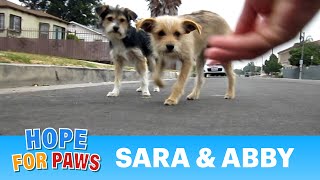 Dog rescue Sara amp Abby Please share and help us find them a loving forever home dogs [upl. by Chun]