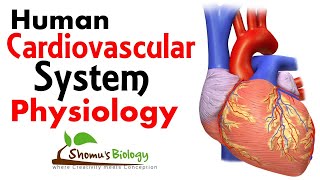 Cardiovascular system physiology [upl. by Hulburt]