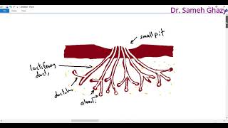 Embryology  development of mammary gland [upl. by Alatea]