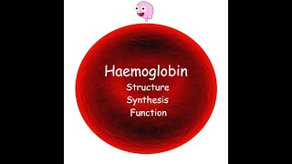 Part 3 Haemoglobin  Structure Synthesis Types and Function [upl. by Esinehs286]