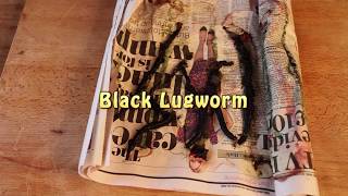 Bass Fishing Baits  How To Fish Black Lugworm [upl. by Bruno]