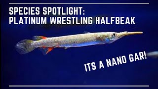 Species Spotlight  Wrestling Half Beak  Feeding Care Breeding Guide [upl. by Ellita420]