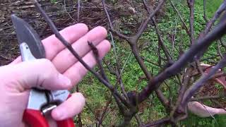 Pruning Espalier Apple Trees [upl. by Fortunia]