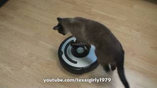 Cat shows HOW TO use iRobot Roomba Vacuum [upl. by Jacquet780]