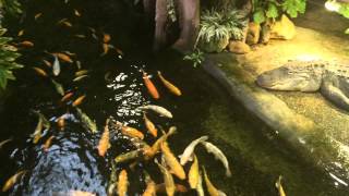 Tropicarium Budapest Koi ponty [upl. by Iruam]