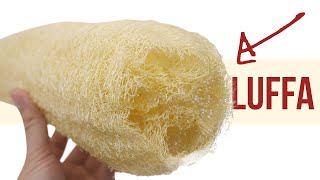 How Luffa Sponges are Made amp How to Make Your Own Luffa [upl. by Akeenahs]