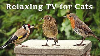 Calming TV for Cats  Cat TV  My Garden Birds  Relaxing Nature Music for Cats to Sleep [upl. by Portwin]