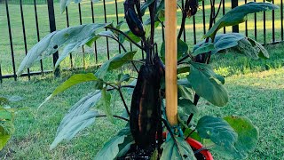 Growing Ichiban Type Eggplants in the container  Ichiban type Japanese eggplant [upl. by Ennavoj]