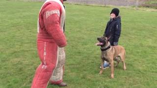 personal  family protection dog training [upl. by Iveson]