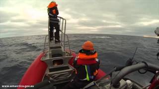 Australias successful Antarctic blue whale voyage [upl. by Aikemet]