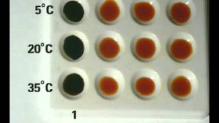 How Temperature affects enzyme activity [upl. by Aryc500]