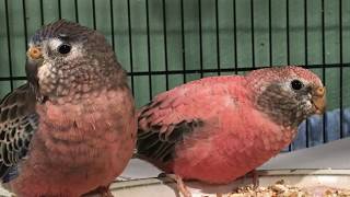 Pink Bourke’s Parakeet Parrot Singing [upl. by Deva]