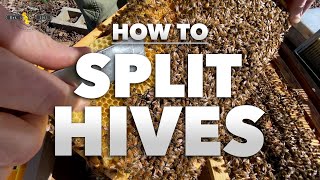 How to Split a Hive  Stepbystep tutorial from a Beekeeper Beekeeping 201  SPRING 2022 [upl. by Madda567]