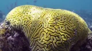 Providenciales Turks and Caicos Snorkelling [upl. by Feldt]