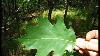 Tree Identification  Northeastern Hardwoods [upl. by Adile776]