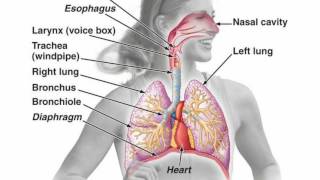 Difference Between Pharynx and Larynx [upl. by Ellienad]