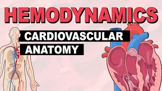 Cardiovascular System Anatomy  Hemodynamics Part 1 [upl. by Alegnaoj]