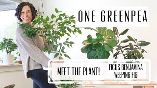 Meet the Plant Ficus Benjamina  Care amp Growing Guide [upl. by Kcirddor151]