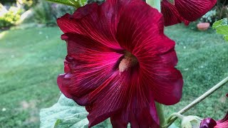 How To Grow Hollyhocks from Seed  Seed to Flowers [upl. by Aital]