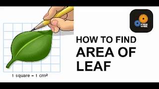 AREA OF LEAF [upl. by Jenna]