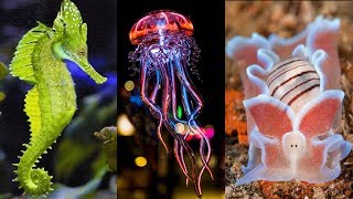 10 Most Beautiful Deep Sea Creatures in the World [upl. by Eicnarf]