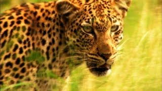 A Leopards Cruel Kill [upl. by Casteel]