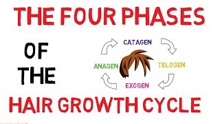 Understanding The Hair Growth Cycle  Adam Explains [upl. by Ainatnas]