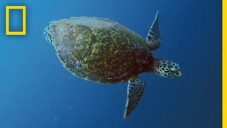 Sea Turtles 101  National Geographic [upl. by Aihsenod60]