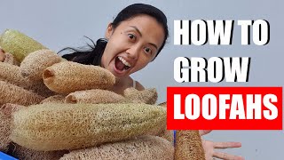 How to grow luffa loofah from seed [upl. by Iah]