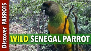 Senegal Parrot Wild on Tenerife Island  Discover PARROTS [upl. by Darda]