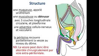 Cliniques Marois  Video Cystoscopie [upl. by Coriss505]