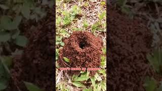 shorts  Whats Inside an Anthill InsiderScience [upl. by Harahs]