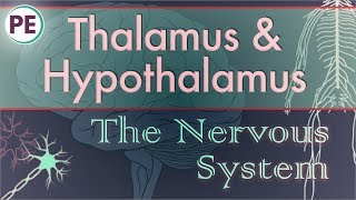 The Nervous System Diencephalon  Thalamus amp Hypothalamus [upl. by Anier992]