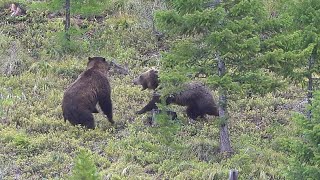 Sow Defends Cub Crazy Black Bear Footage [upl. by Allekim]