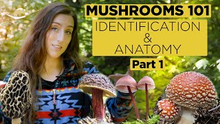 Mushrooms 101 Identification and Anatomy  Part 1 [upl. by Alis]