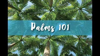 Palms 101 Part 1 [upl. by Dun683]