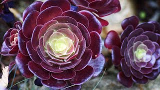 AEONIUM SUCCULENT PROPAGATION FROM CUTTINGS [upl. by Leverick]