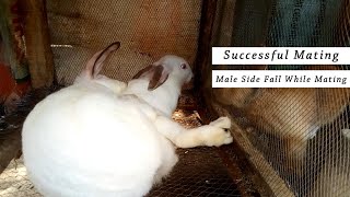 Successful Rabbits Mating  Rabbit Breeding [upl. by Modnar]