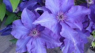 How To Grow Clematis In A Container [upl. by Suedama]