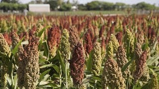 What Is Sorghum – Information About Sorghum Plants [upl. by Luar]